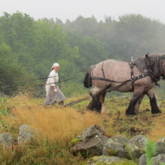 Två kvinnor i samtida kläder med huckle och förkläda går bakom en häst i en dimhöljd åkervy.