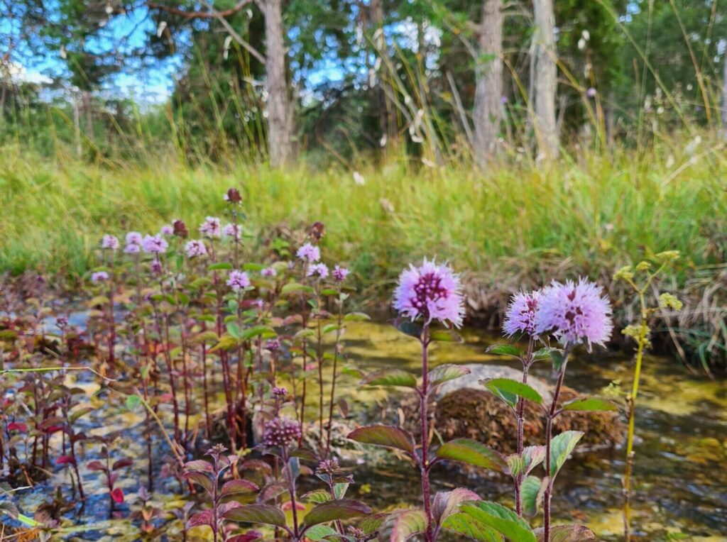 Närbild på lila ståtliga blommor som står mitt i det stenfyllda kärret.