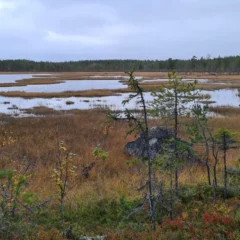 Vy över våtmark, i bakgrunden tät barrskog och i förgrunden mark med gröna och röda växter inramat av två stora kala granar.