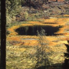 En liten myr omringad av gul och grön mossmark i gula höstfärger, och med höga träd runtom.