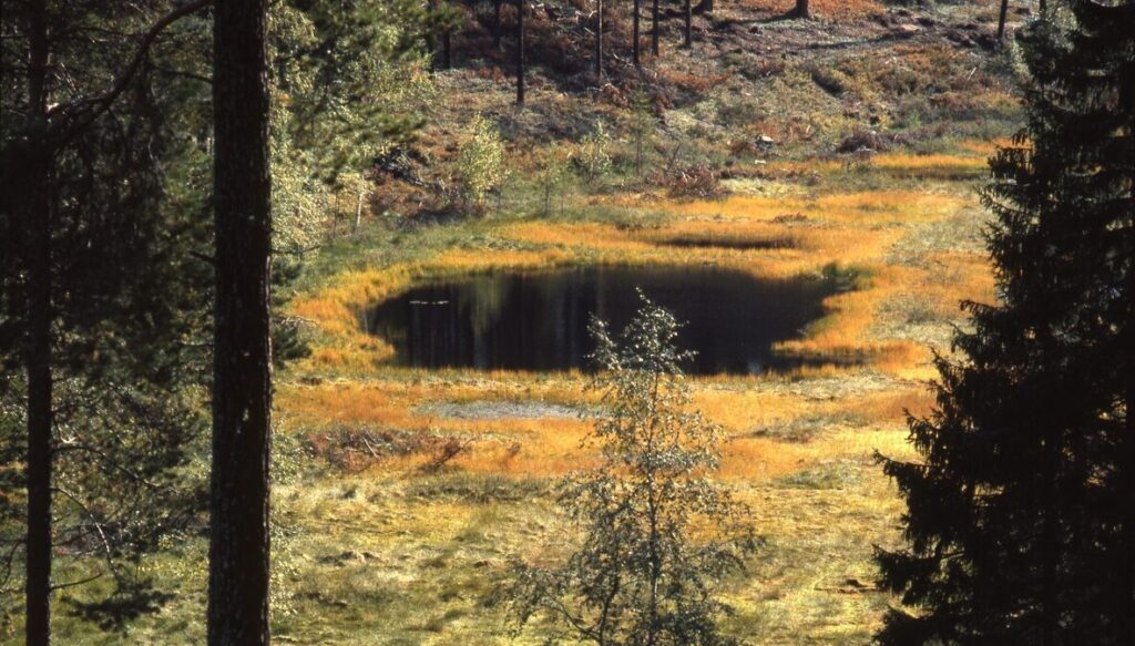 En liten myr omringad av gul och grön mossmark i gula höstfärger, och med höga träd runtom.