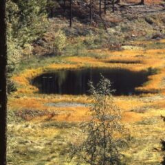 En liten myr omringad av gul och grön mossmark i gula höstfärger, och med höga träd runtom.