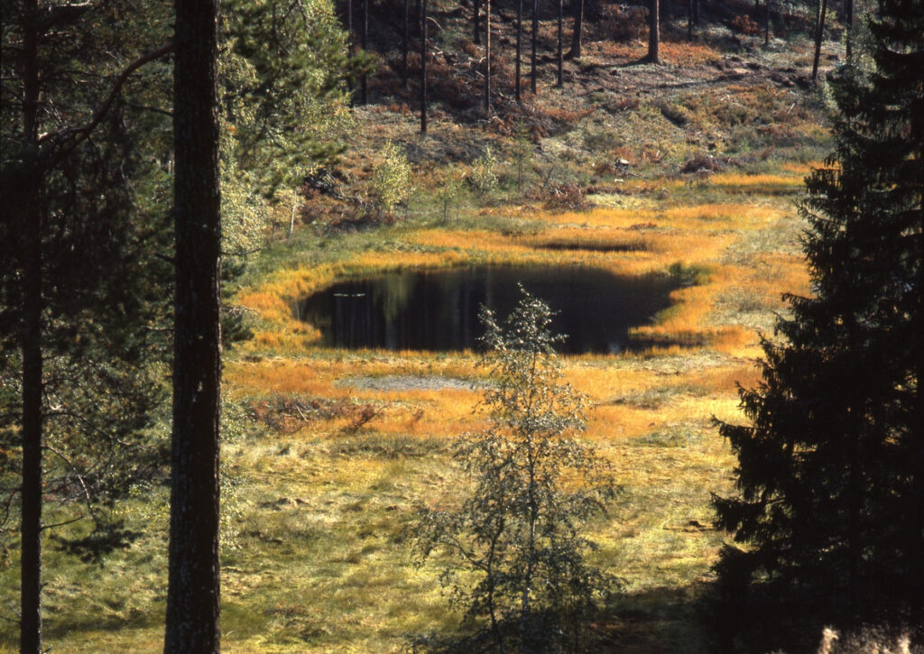 En liten myr omringad av gul och grön mossmark i gula höstfärger, och med höga träd runtom.