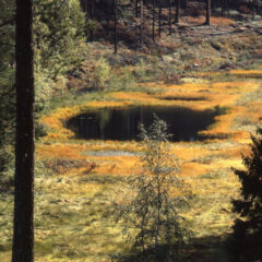 En liten myr omringad av gul och grön mossmark i gula höstfärger, och med höga träd runtom.