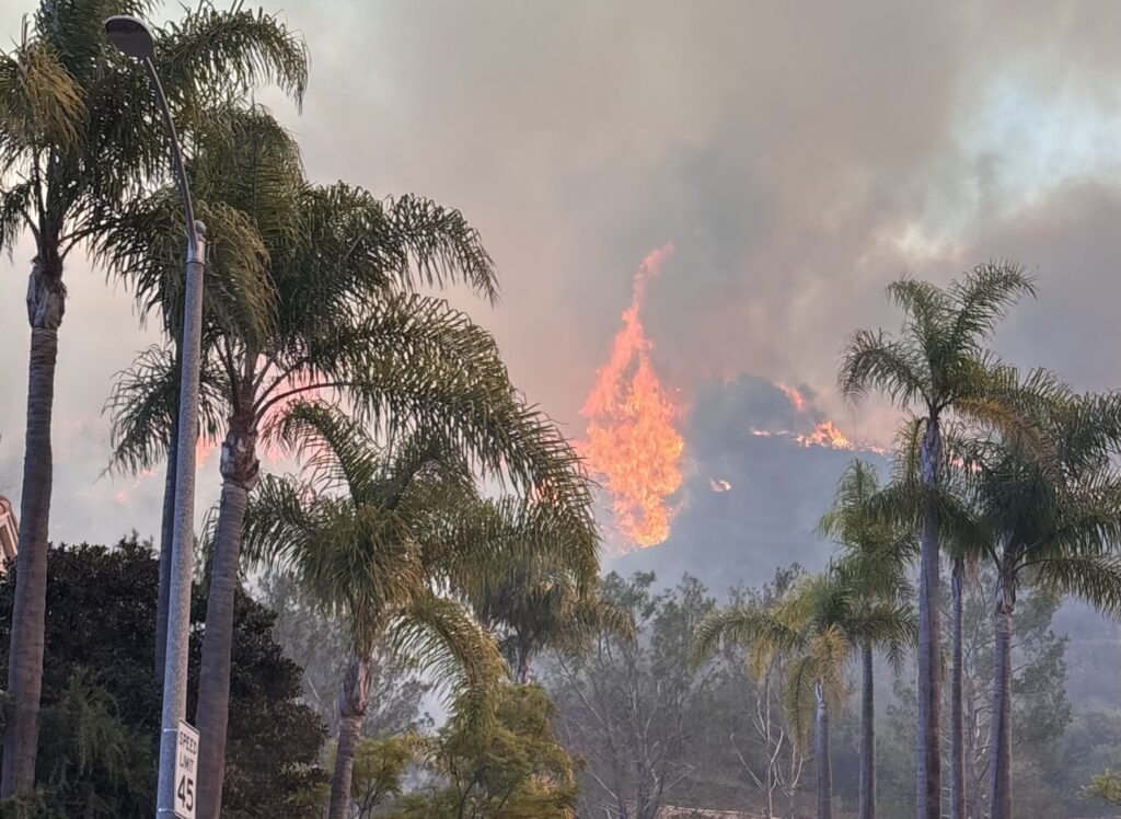 Palmer framför en skogsbrand